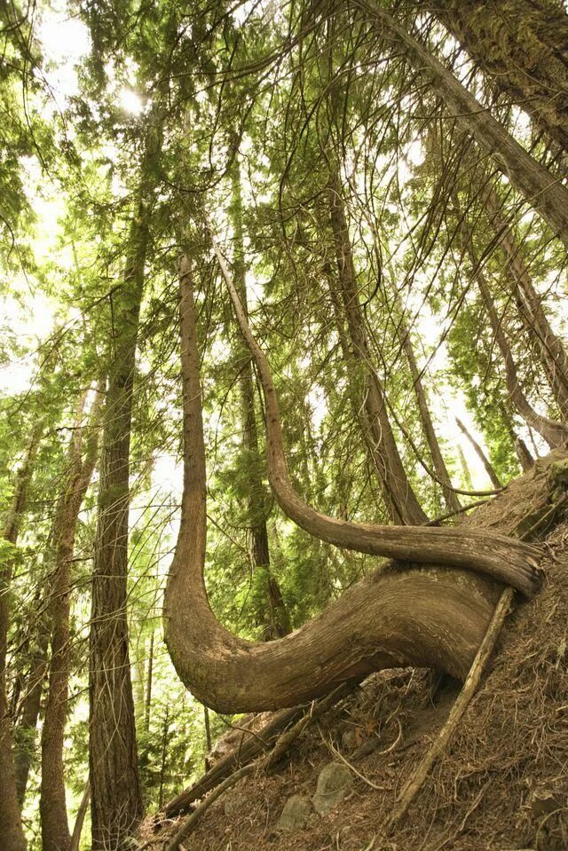 Tree control