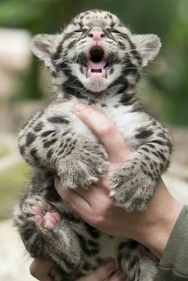 Как зовут всех улыбающихся зверят. Тигренок. Маленький Тигренок. Милые тигрята. Тигренок улыбается.