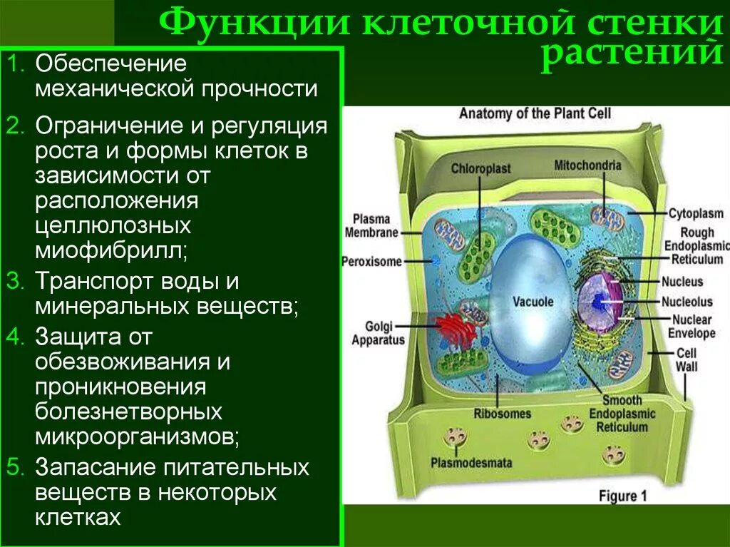 Каковы основные части. Клеточная стенка растительной клетки строение и функции. Функция клеточной стенки в растительной клетке. Строение клетки растительной клеточная стенка функция и строение. Строение клетки растения клеточная стенка.