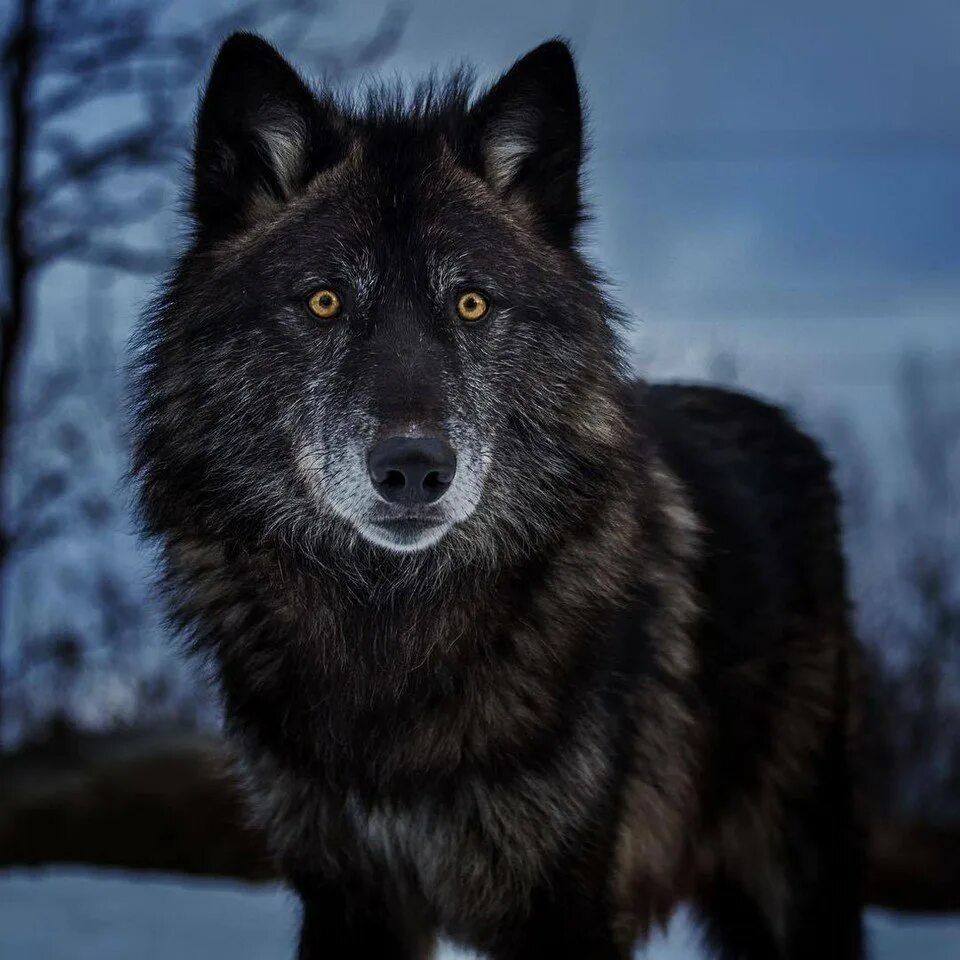 Самый красивый фото волка. Черный Аляскинский волк. Блэк Вульф волк. Канадский волк меланист. Волкособ Акелла.