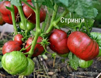 Томат стринги
