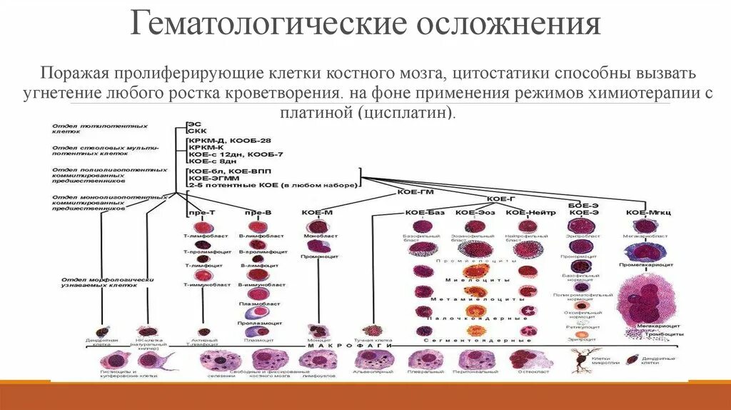 Переливание стволовых клеток. Доктора владимирского онкодиспансера. Множественная миелома пациенты. Костный мозг трансплон. Химиотерапия костного мозга.