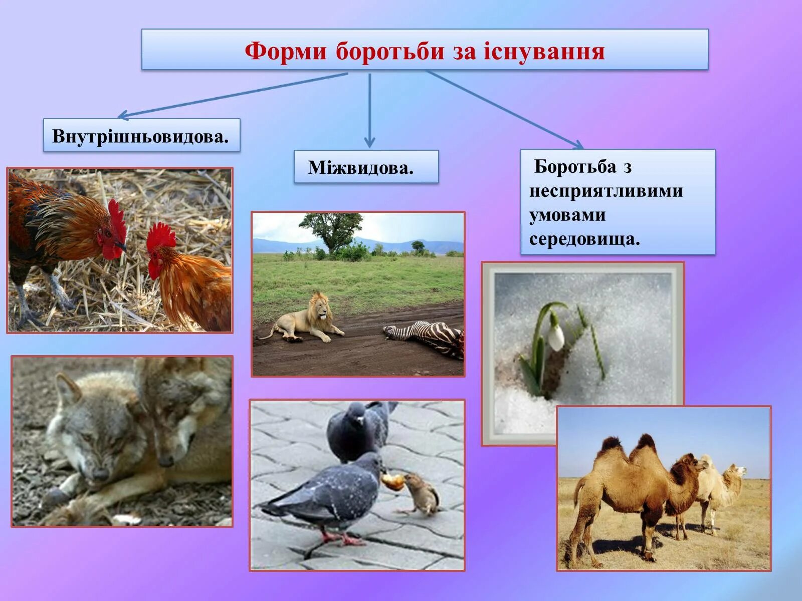 Три основные формы борьбы за существование. Внутривидовая форма борьбы за существование. Внутривидовая межвидовая борьба с неблагоприятными условиями. Формы межвидовой борьбы. Естественный отбор приводит к борьбе за существование