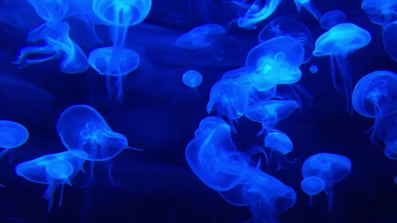 So much happening. Светящиеся медузы. Jellyfish Miraculous. Обложка Carbon based Lifeforms.