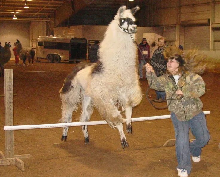 Video llama