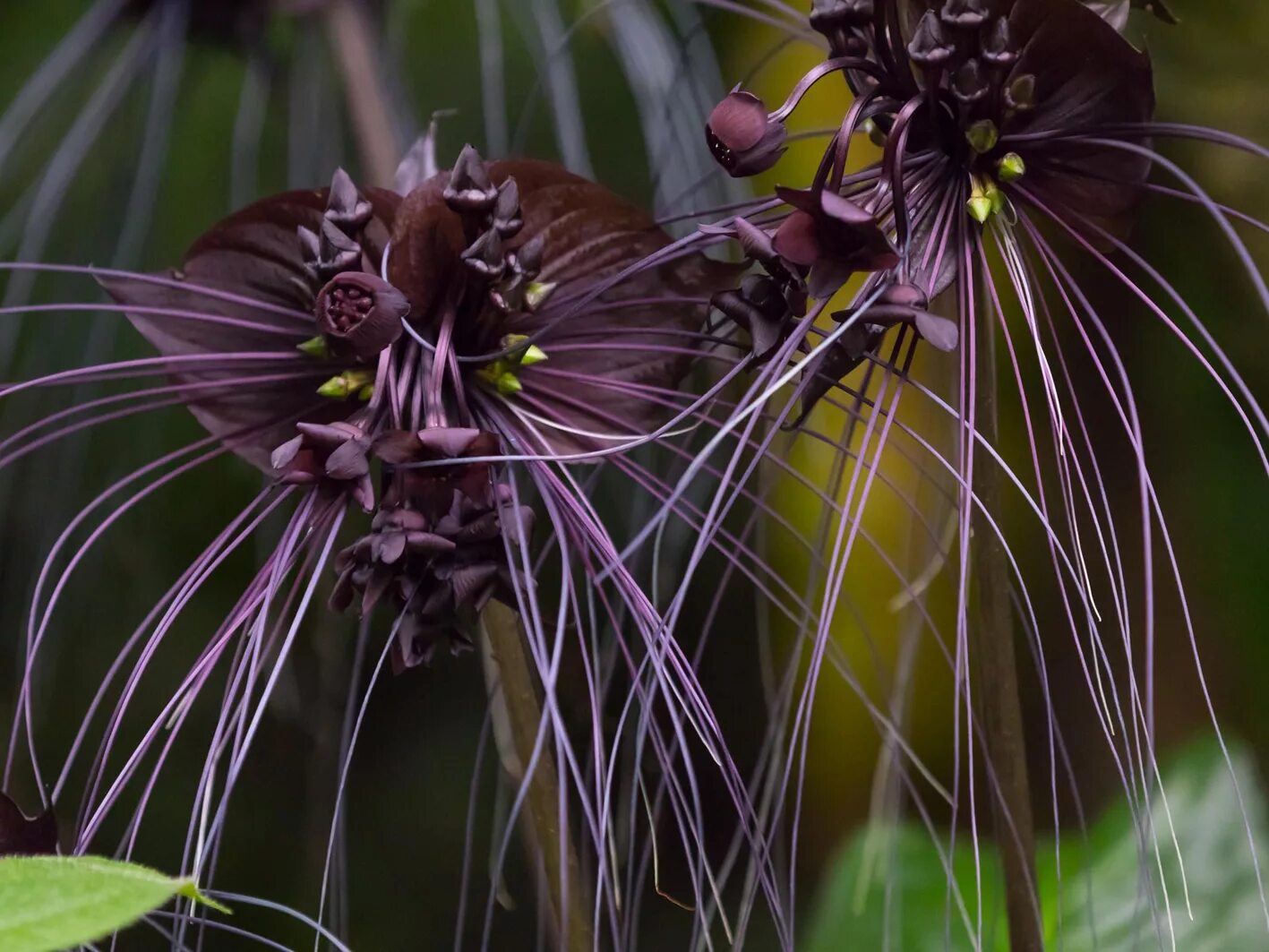 Демонический цветок. Страшные цветы. Китайский мышецвет. Такка шантрье. Китайский мышецвет растение.