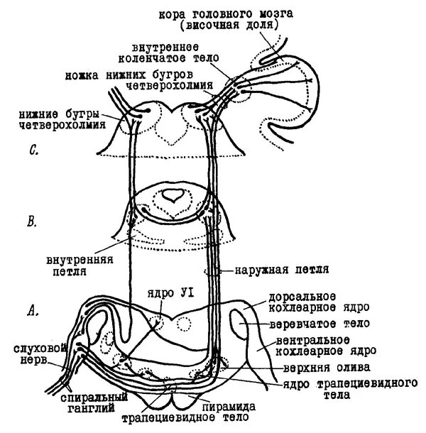 Слуховой нерв какой отдел. Преддверно-улитковый нерв схема. Слуховой нерв схема. Слуховые нервы схема. Путь слухового нерва.