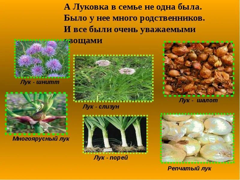 К какому семейству относится лук. Семейство луковые. семейство луковых характеристика. лук слизун строение. семейство луковые строение.
