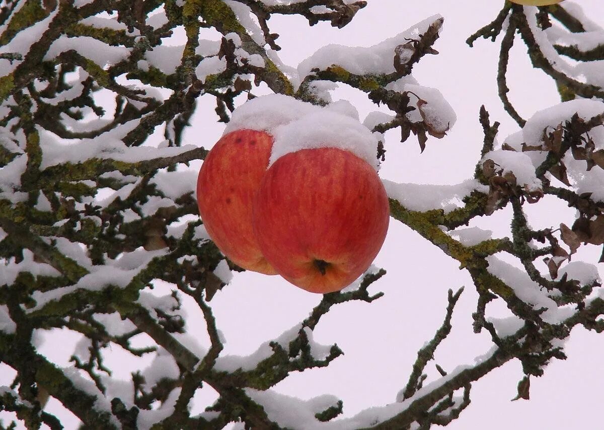 Зимняя яблоня какая. Яблоня зимняя Пермякова. Яблоня / Malus зимой. Яблоня в снегу. Яблоки на снегу.