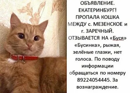 Дать бусю
