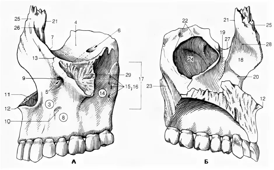 Клыковая ямка. Скулоальвеолярный гребень верхней челюсти. Раковинный гребень верхней челюсти. Верхняя челюсть вид с латеральной стороны. Тело верхней челюсти (Corpus Maxillae).