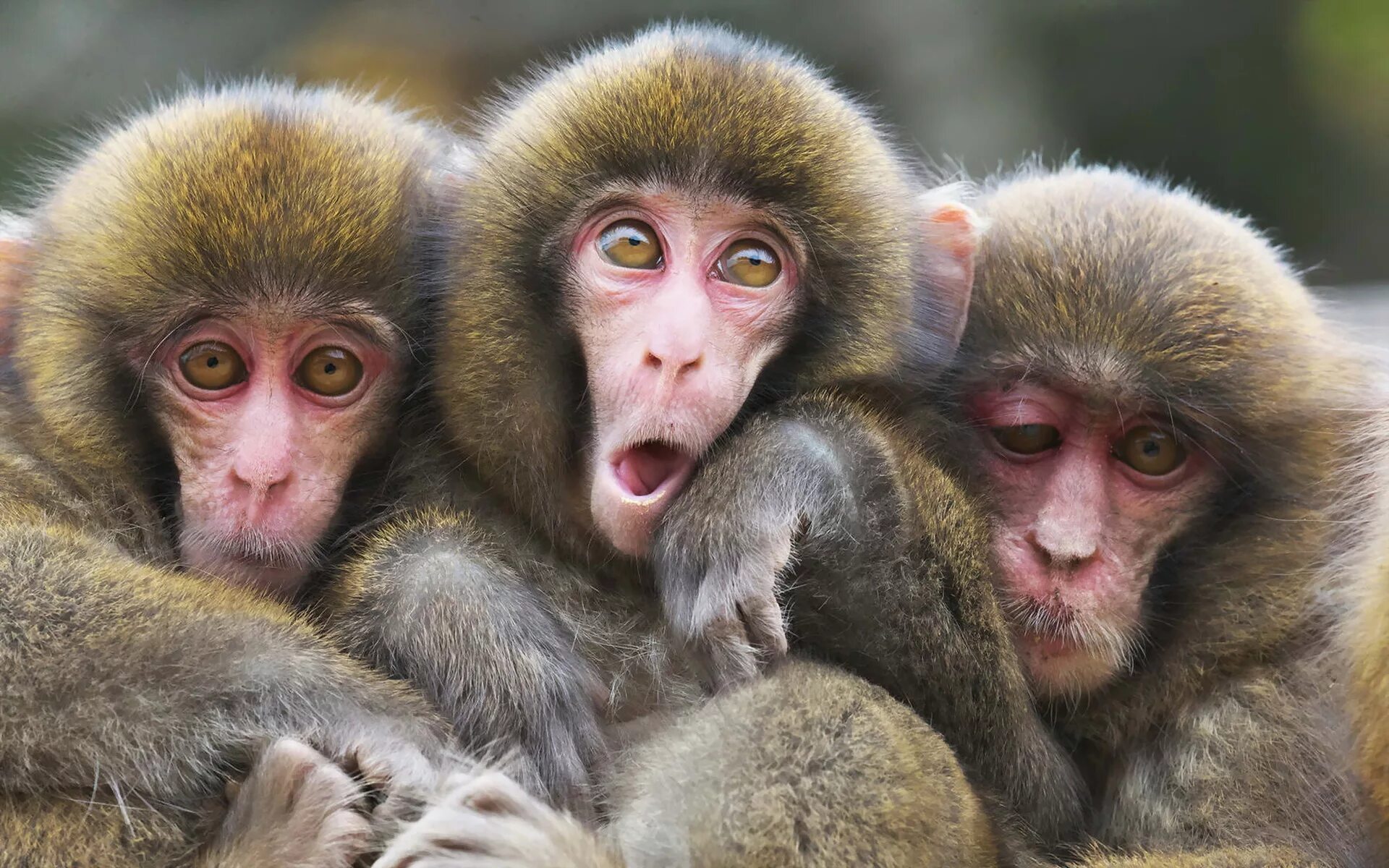 Волосатое трио. Обезьяны. Смешные обезьянки. Три обезьянки. Смешная мартышка.