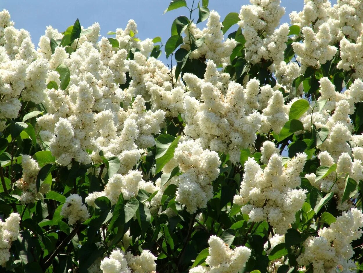 Кустарники цветущие весной белыми