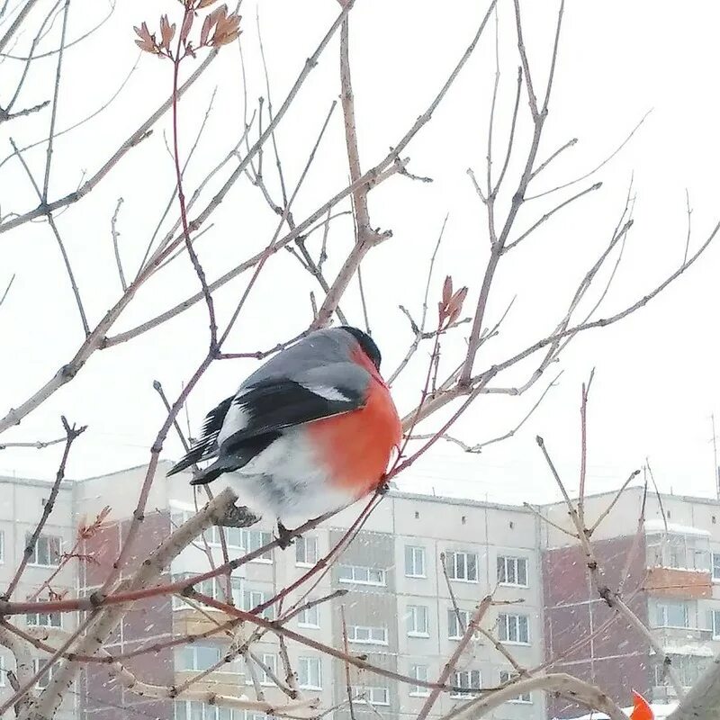 снегирь обыкновенный зимой. отель снегири. гостиница снегири нижнекамск. снегири нижнекамск. снегири нижнекамск.