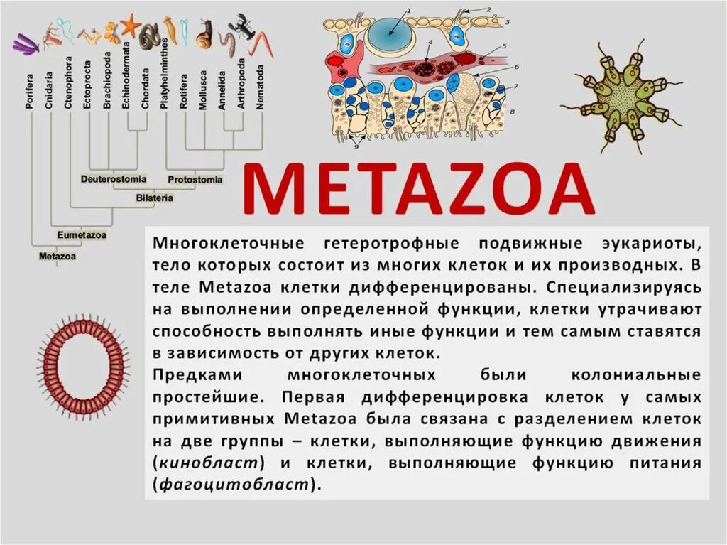Свойства многоклеточных. Систематика метазоа. классификация metazoa. основные признаки metazoa.. характеристика многоклеточных.