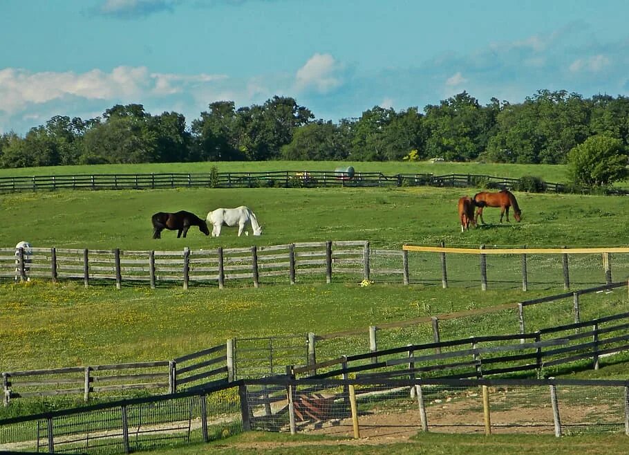 Что такое загон. Конная ферма «лошади Дзержинский». Шотландия ранчо. Красивая ферма. Лошади на пастбище.