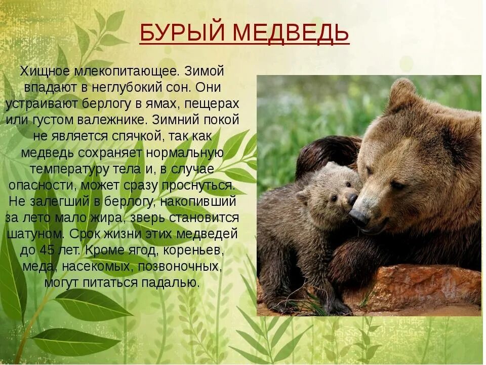 Бурый медведь описание. Описание Бурава медведя. Описание медведя для детей. Рассказ о медведе. В какой природной зоне живут бурые медведи
