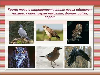 Птицы смешанных лесов