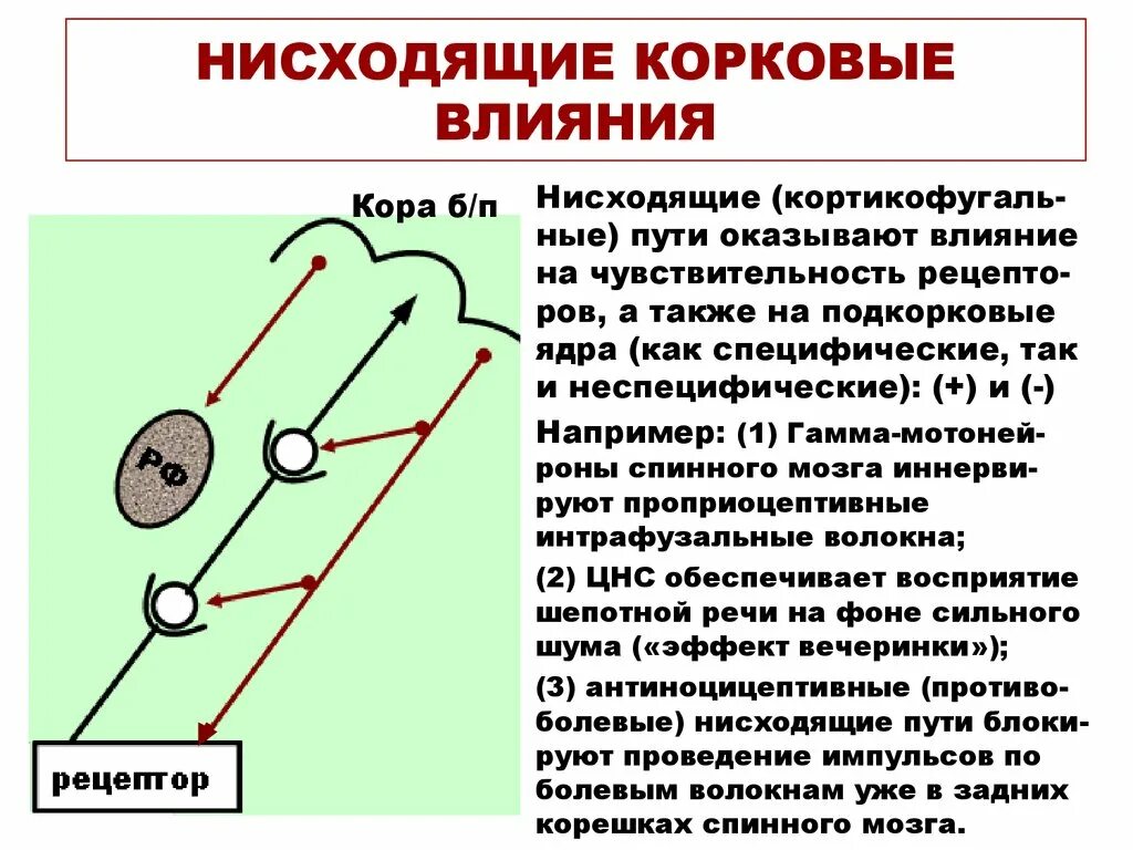 Нисходящая система. Корковые влияния. Нисходящее влияние. Нисходящие корковые влияния. Кортикофугальные влияния.