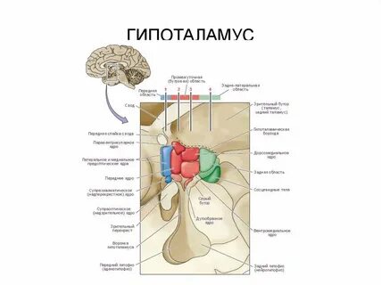 Анатомические образования гипоталамус