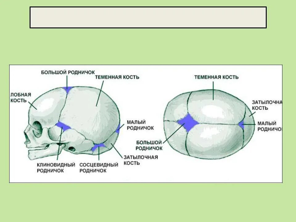 Большой родничок сроки. Роднички новорожденного анатомия черепа. Строение родничков черепа новорожденного. Строение черепа плода кости швы роднички. Строение черепа новорожденного швы роднички.