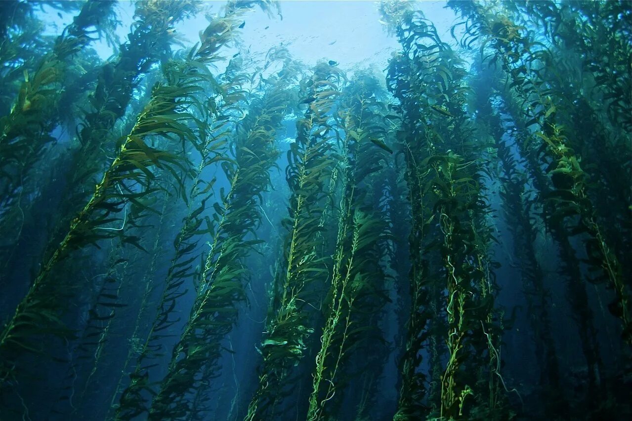 Растительный тихого океана. Макроцистис водоросли. Бурая водоросль (Macrocystis pyrifera),. Бурые водоросли ламинария макроцистис. Водоросли келп ламинариевые.