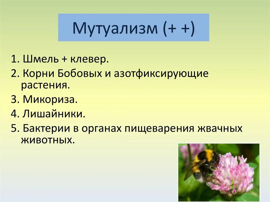 Тип взаимодействия мутуализм примеры Презентация на тему: "Выполнила: ученица 8 класса Колтунова Екатерина. Мутуализм