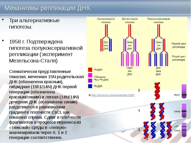 Характеристики процесса репликации. Механизм редупликации днк. полуконсервативный тип репликации днк. полуконсервативная репликация днк эксперимент. молекулярные механизмы репликации днк кратко.