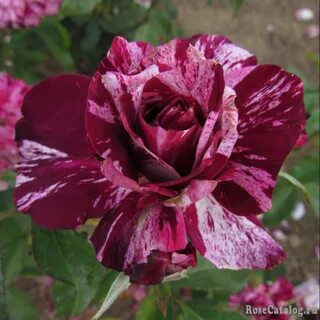 Tiger rose