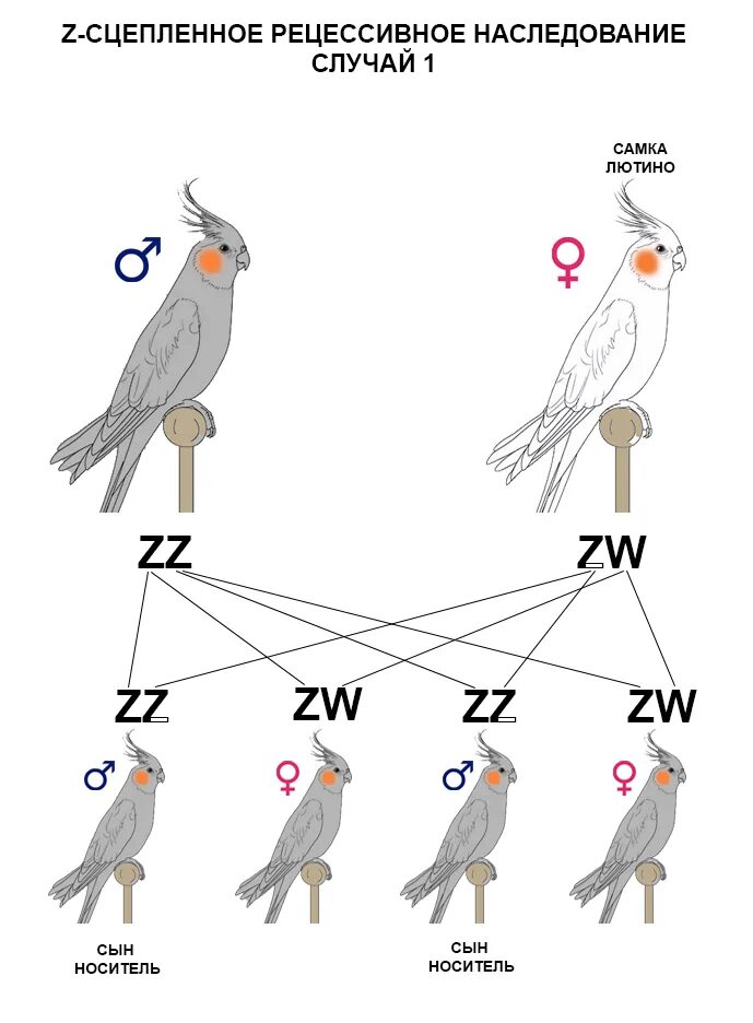 Попугай корелла самка от самца. Попугай корелла окрасы. Попугай корелла пол. Корелла самец или самка. Корелла пестрый.