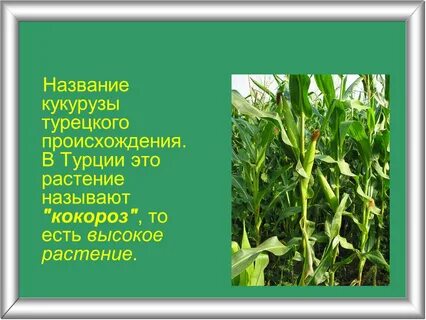 Происхождение кукурузы