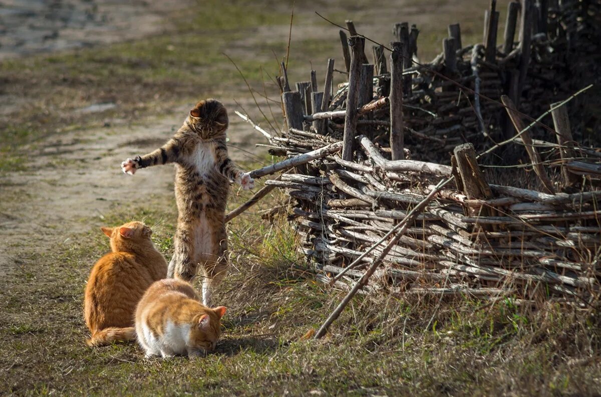 Кот хвастается. Охотничьи байки. Вот такую рыбу поймал. Кот на стреме.