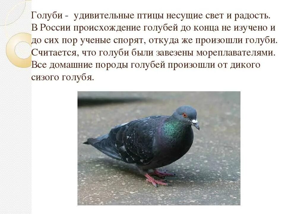 Голубка содержание