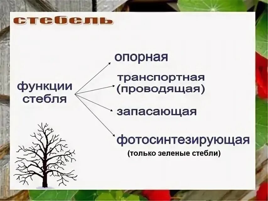 Стебель функции. Схема функции стебля. Функции стебля биология 6 класс. Биология тема стебель.