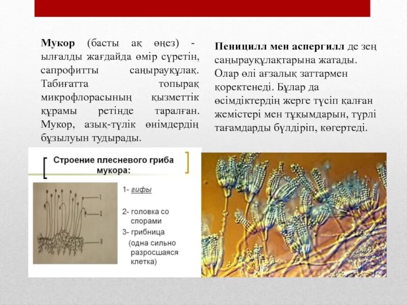 Мукор отличается от. Мукор пеницилл аспергилл. классификация мукор. мукор презентация. мукор слайд.