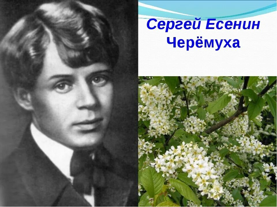 Произведение черемуха есенин