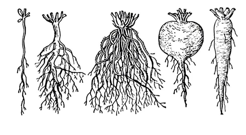 Корни растения бывают. Корневая система стержневого типа. Мочковатая система корня. Веретеновидная корневая система. Типы корневых систем у растений рисунок.