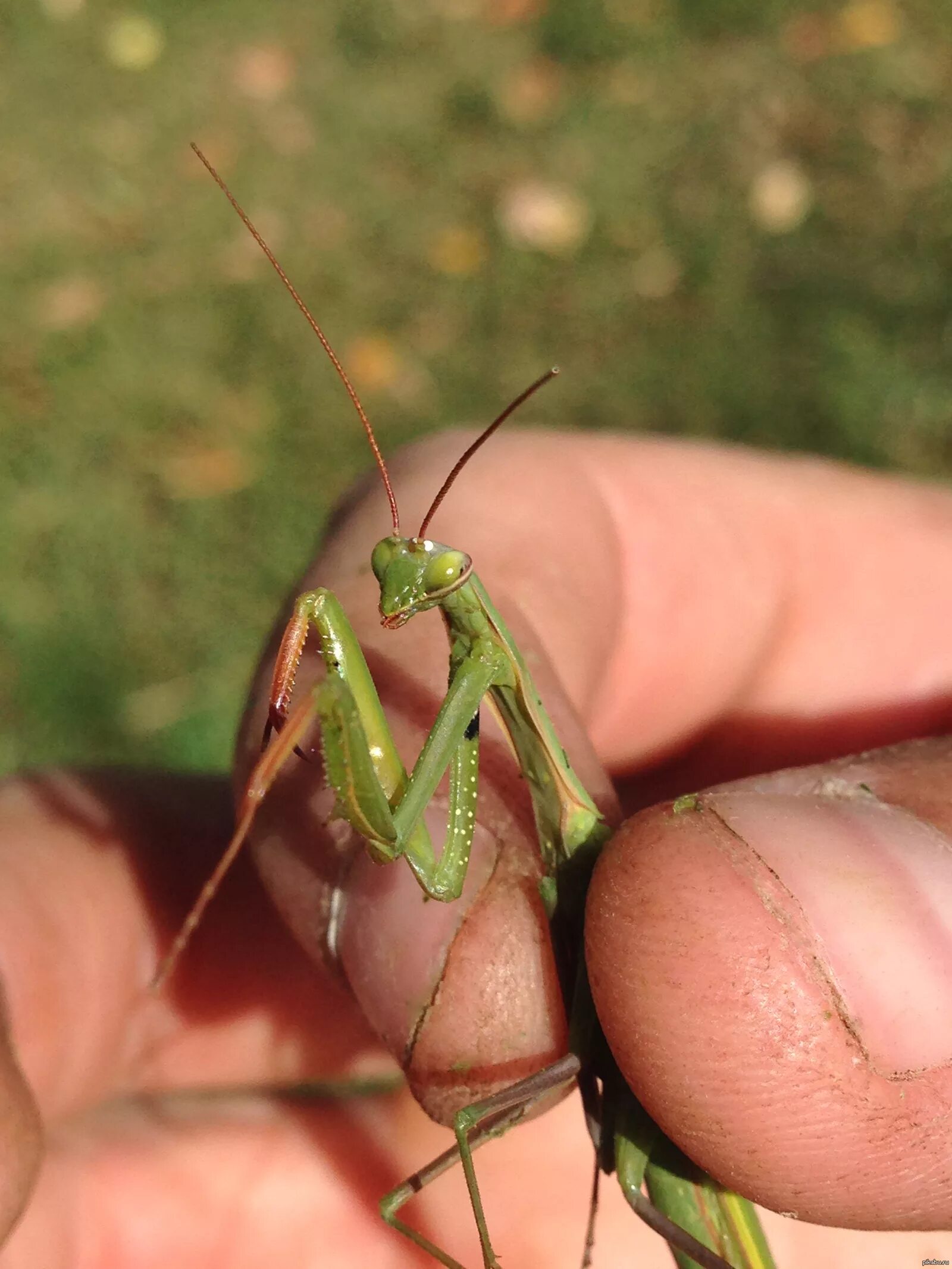 Энтомолог богомол. Подмосковный богомол. Ischnomantis gigas богомол. Богомолы в подмосковье. Богомол pseudocreobotra wahlbergii.