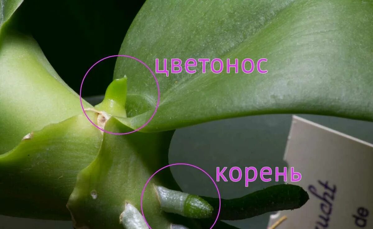 Как отличить орхидею. Орхидея доращивает цветонос. Новый цветонос у орхидеи. Растущий листик детки орхидеи. Как выглядит цветонос у орхидеи.