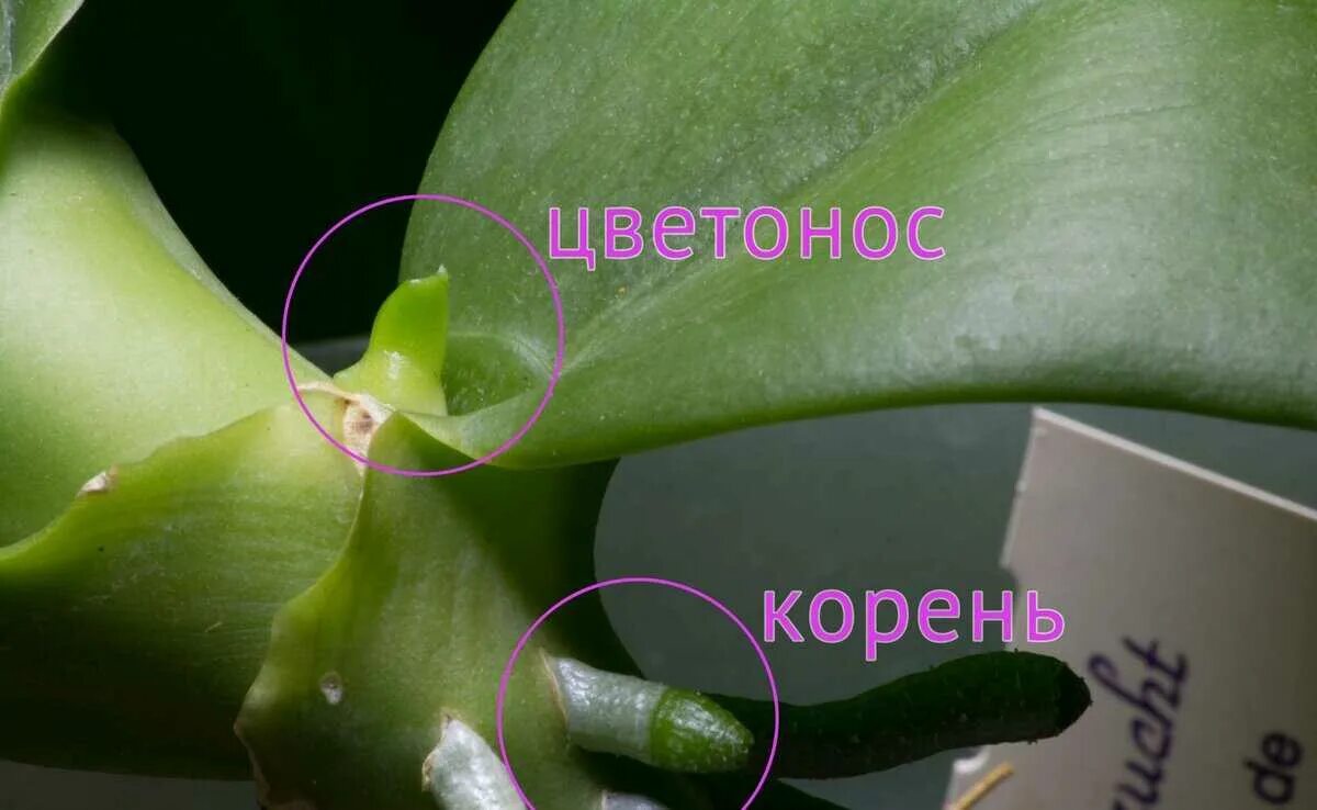Как отличить орхидею