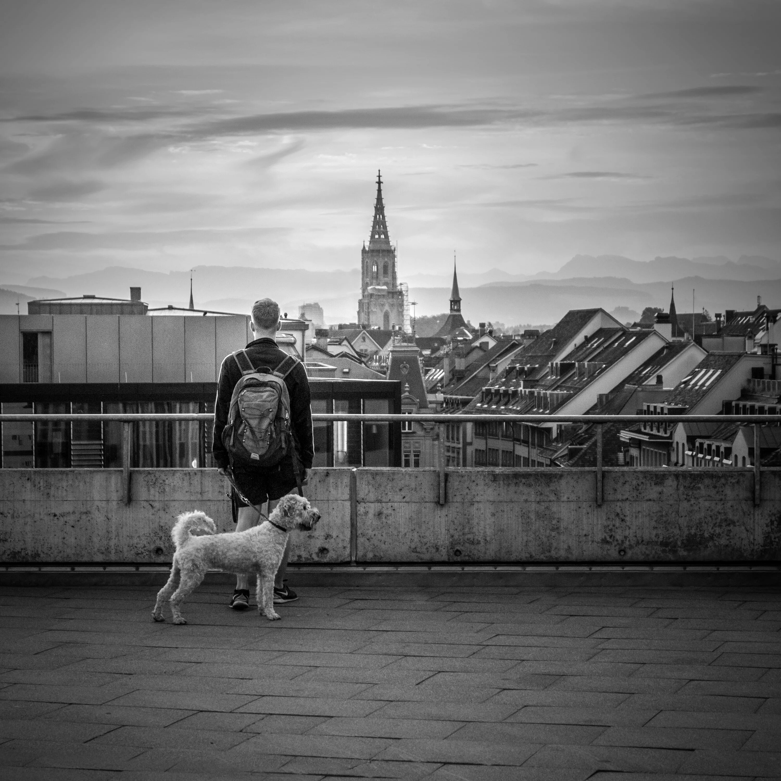 Собаки утром на улице. Фотосессии с собакой Берн. Собака Берн белый. Собака на стройке. Пёс идёт.