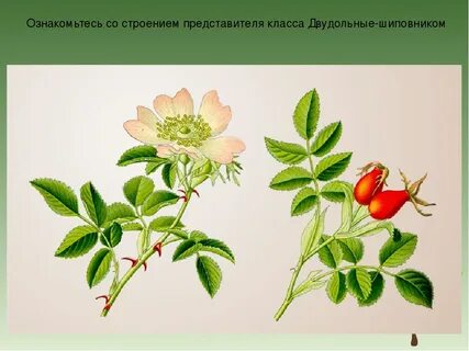 Систематическое положение шиповника дикого 7 класс биология