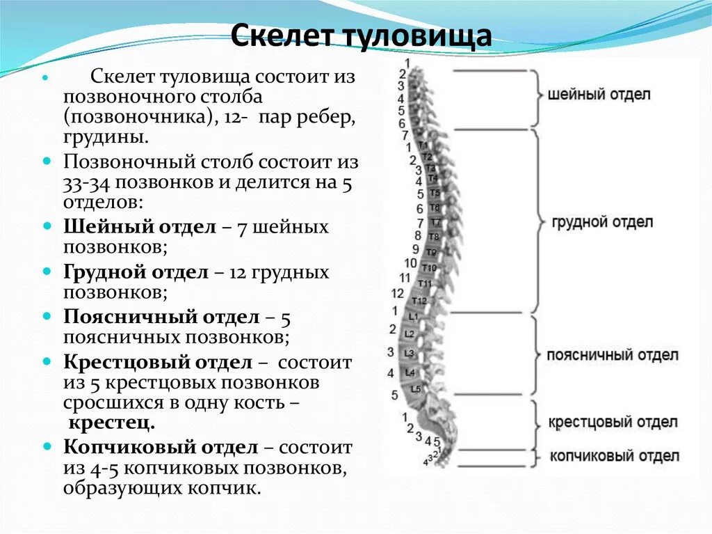 Отличие отделов позвоночника. Скелет туловища Позвоночный столб. Кости отдела скелета туловища. Скелет туловища Позвоночный столб грудная клетка анатомия. Кости скелета туловища позвонок.