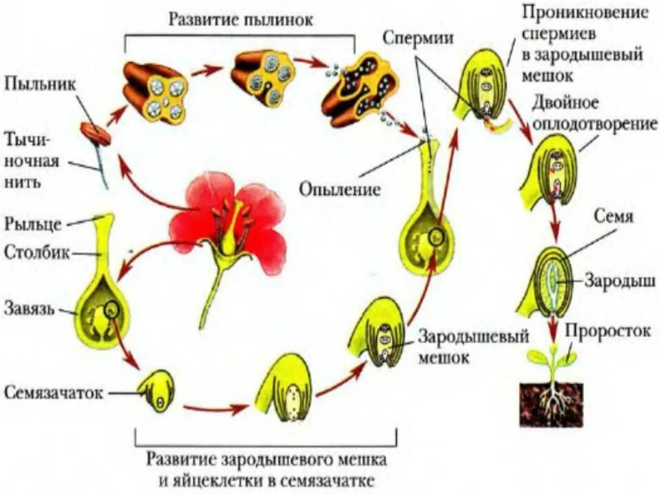 Пример размножения у цветковых растений. Оплодотворение покрытосеменных растений схема. Рисунок опыление и оплодотворение цветковых растений. Схема опыления и оплодотворения цветковых растений. Схема оплодотворения у цветковых растений.