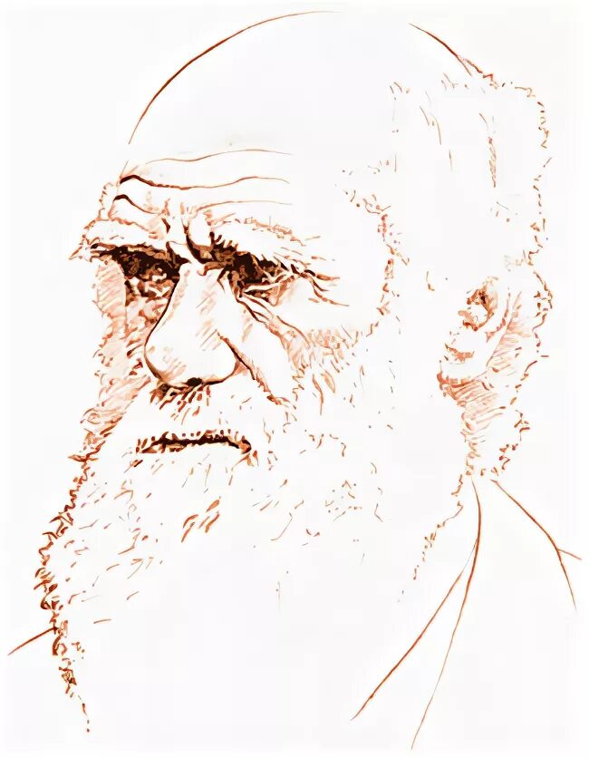 Дарвин рисунок. Дарвин рисунок. Дарвин портрет. Дарвин рисунок. Дарвин портрет.