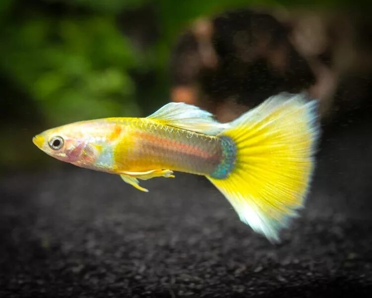 Гуппи Германские Желтые (самец) (Poecilia reticulata) купить по выгодной цене в