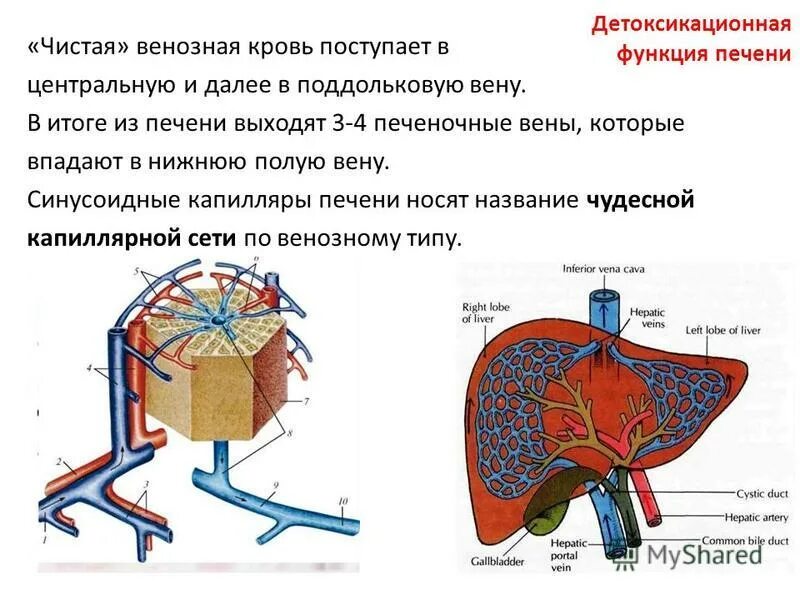 синусоидные капилляры печени