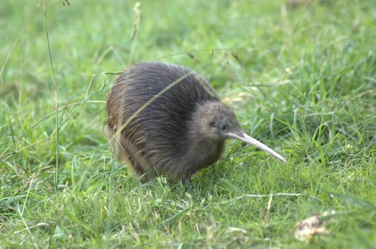Kiwi orchestra. Новая Зеландия киви. Киви птица. Птица киви национальный символ новой Зеландии. Птичка киви новая Зеландия.
