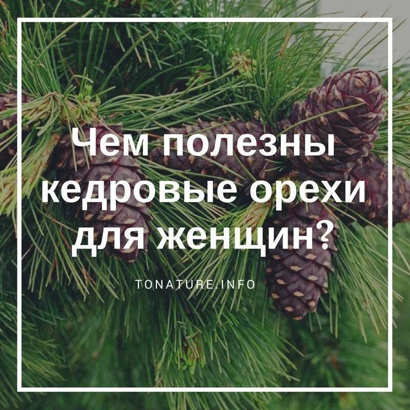 Польза и вред кедровых. Чем полезен Кедровый орех. Чем полезны кедровые орешки. Кедровые орехи полезные. Чем полезны кедровые орехи для женщин.