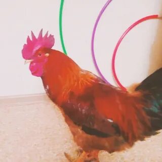 Петухи живая